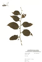 藏品(拔契)的圖片